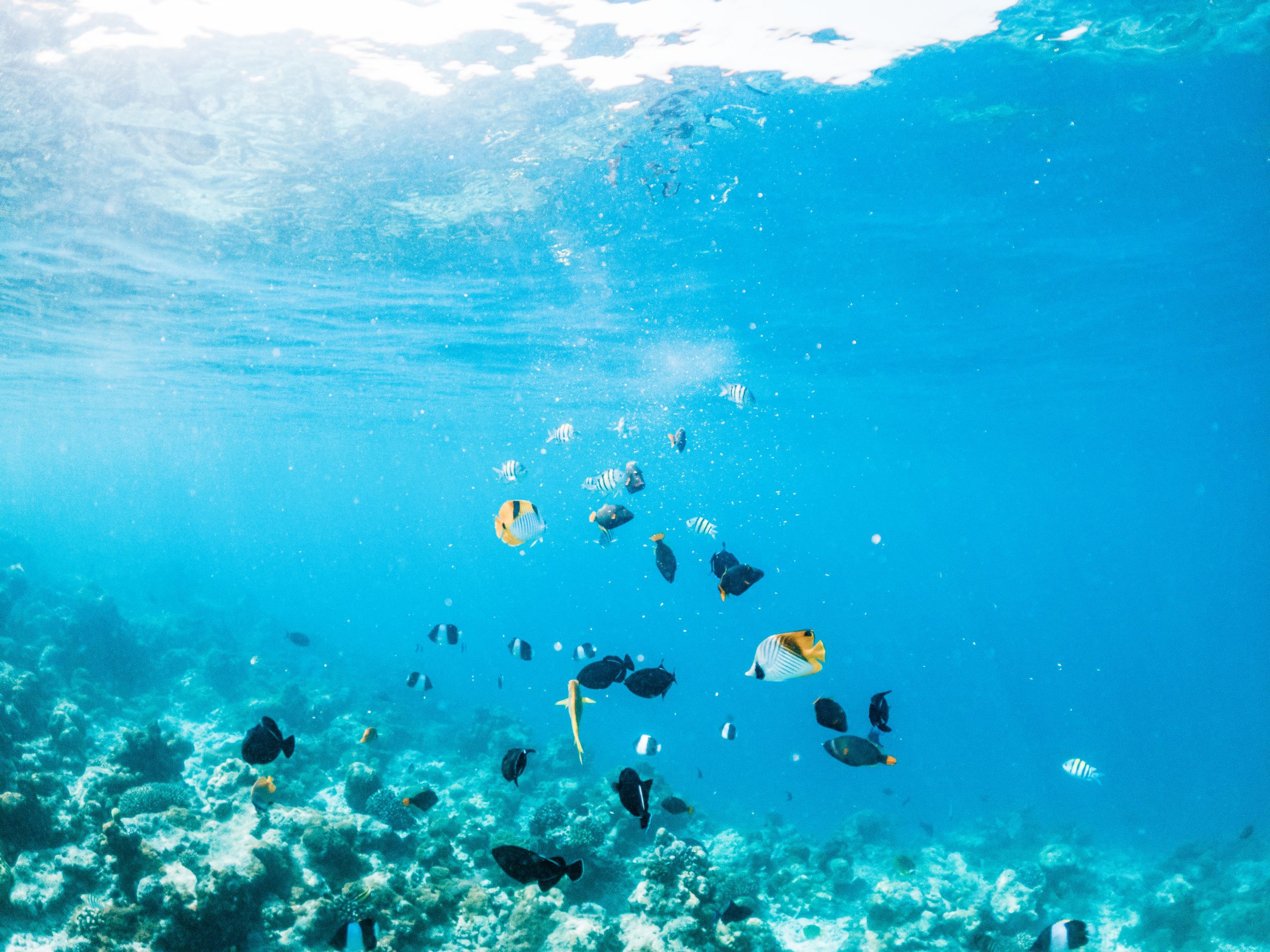A school of tropical fish swimming over a healthy coral reef in a clear blue ocean, representing the marine ecosystems we aim to protect.